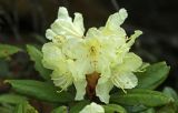 Rhododendron aureum. Цветки и листья с погрызами. Приморский край, Чугуевский р-н, гора Облачная, выс. 1600 м н.у.м., в зарослях кедрового стланика (Pinus pumila). 07.06.2025.