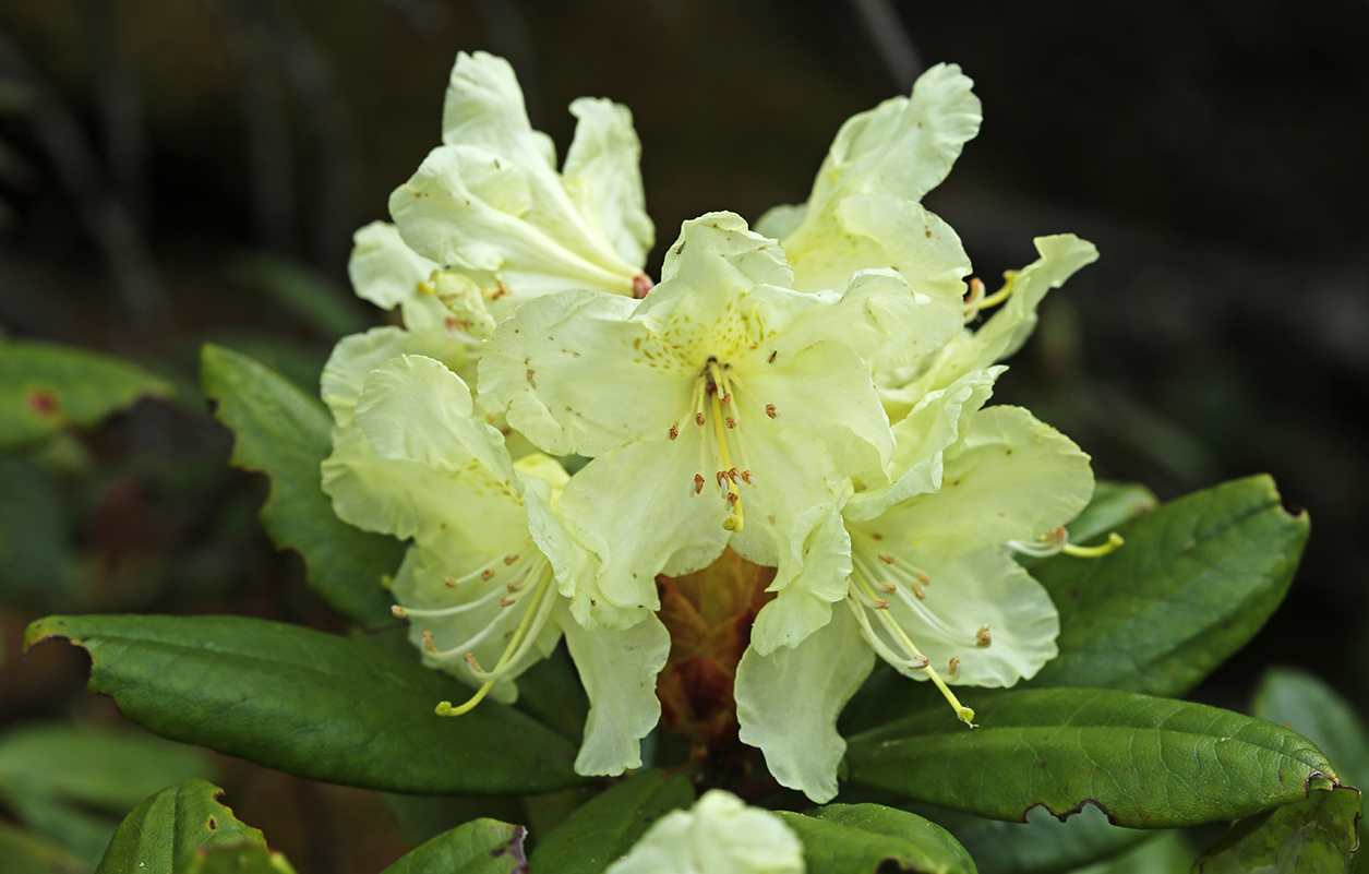 Image of Rhododendron aureum specimen.