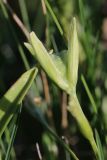 Gagea lutea