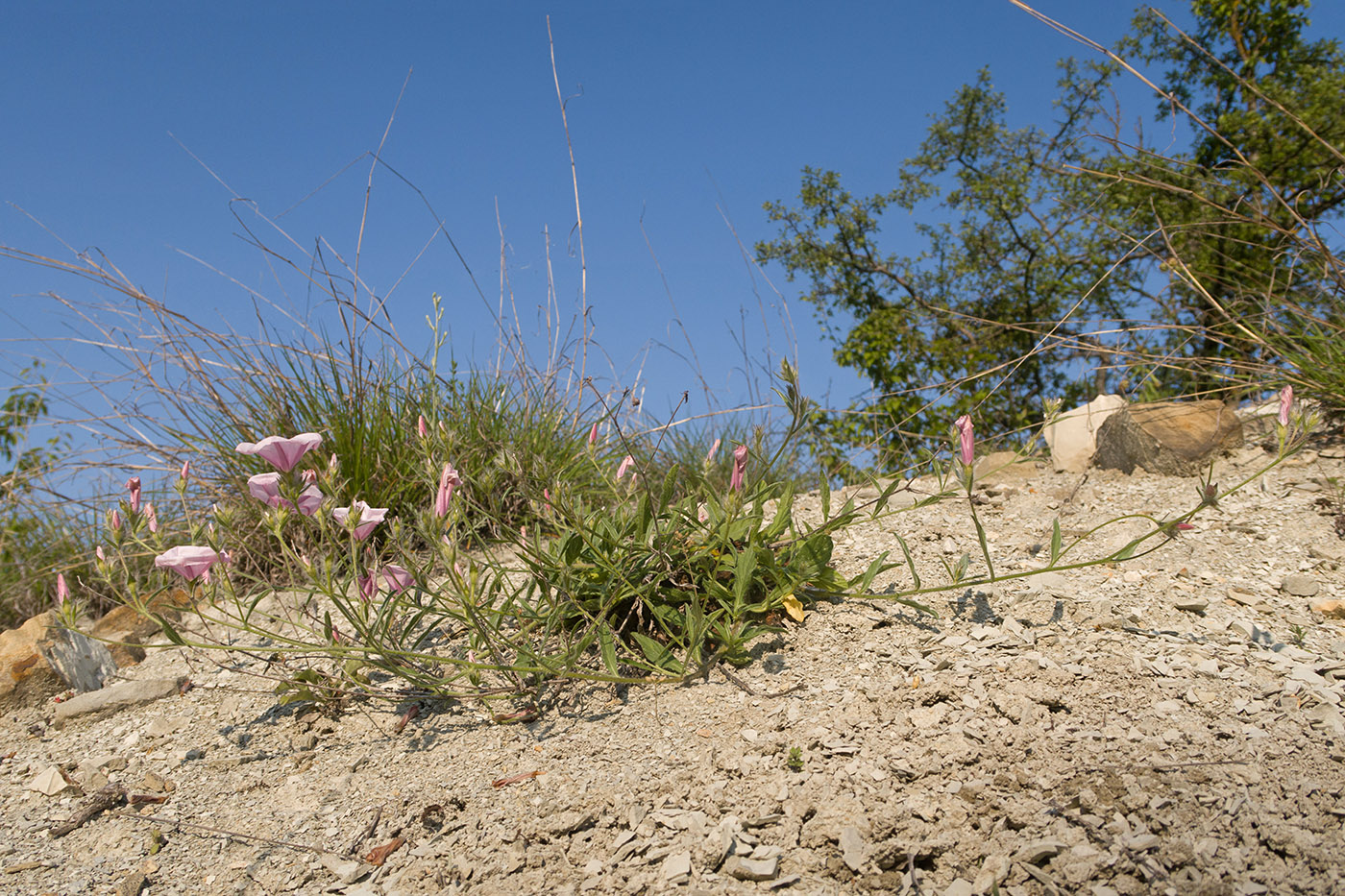 Image of Convolvulus cantabrica specimen.