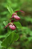 Cypripedium × ventricosum. Верхушка цветущего растения. Приморский край, Шкотовский р-н, окр. с. Многоудобное, в дубовом лесу. 31.05.2025.