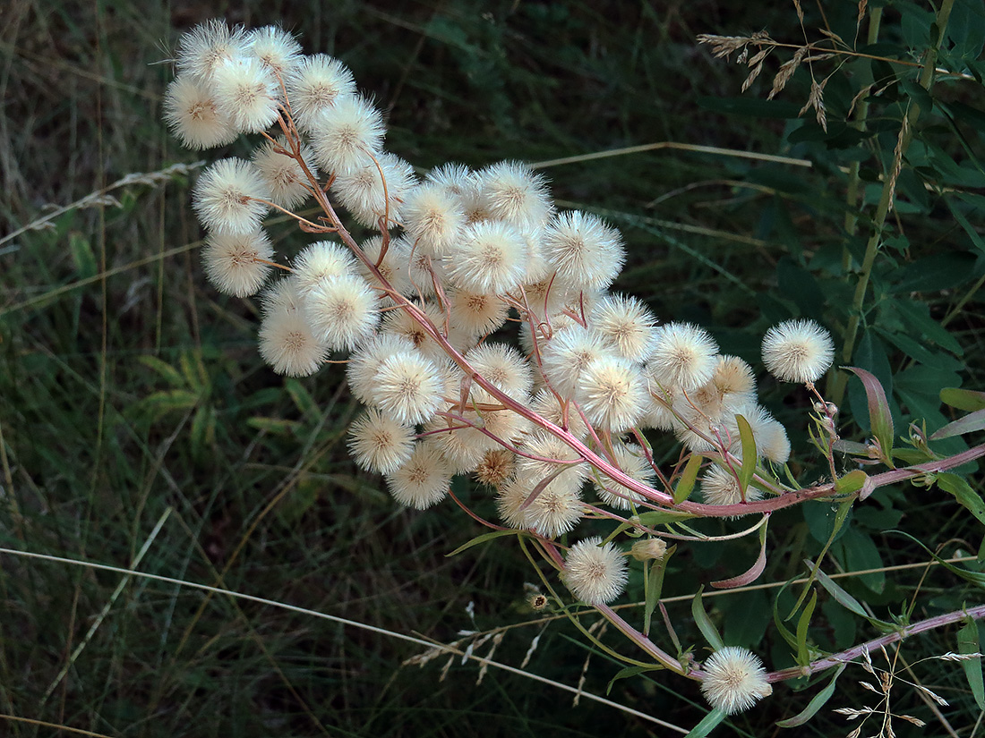 Image of Erigeron podolicus specimen.