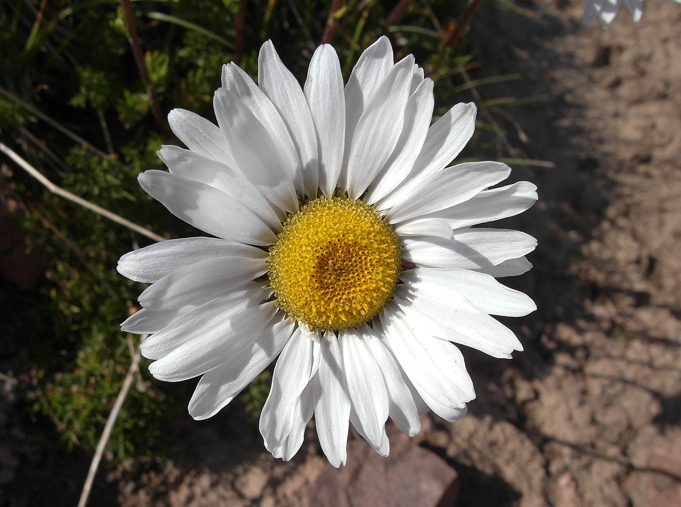 Изображение особи Pyrethrum karelinii.