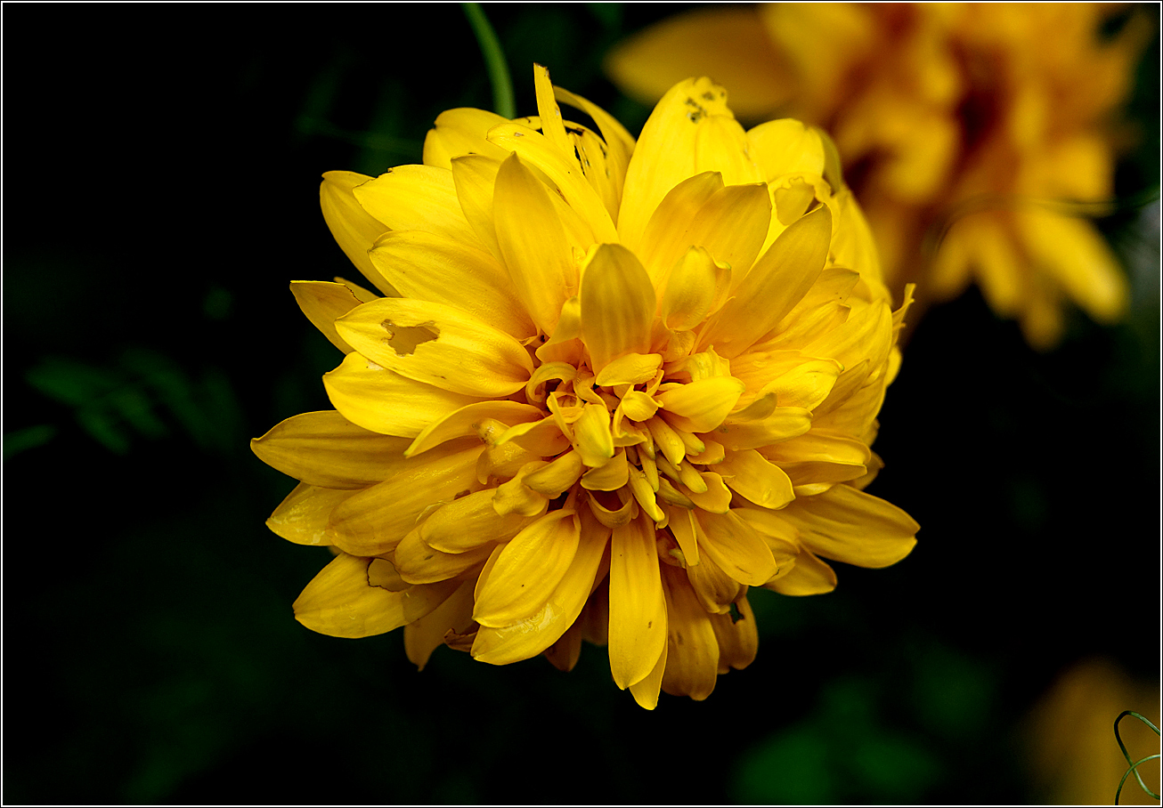 Изображение особи Rudbeckia laciniata var. hortensia.