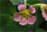 Tropaeolum majus. Цветок. Московская обл., Раменский р-н, окр. дер. Хрипань, садовый участок. 08.08.2025.