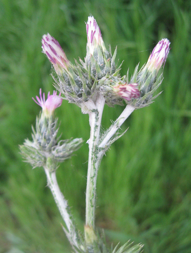 Image of Carduus arabicus specimen.