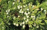 Juniperus sabina