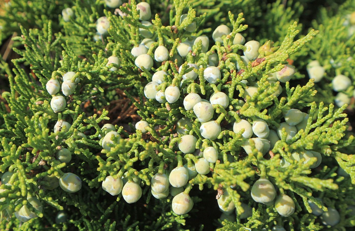 Image of Juniperus sabina specimen.