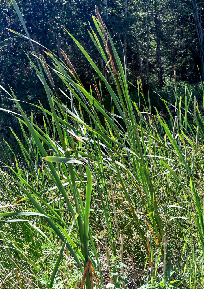 Image of Typha latifolia specimen.