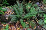Polystichum falcinellum