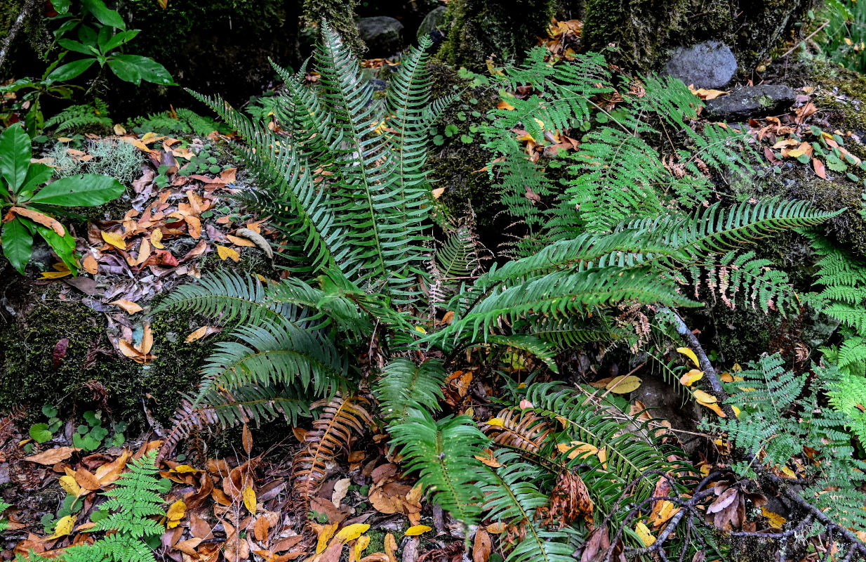 Изображение особи Polystichum falcinellum.