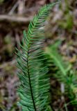 Blechnum spicant