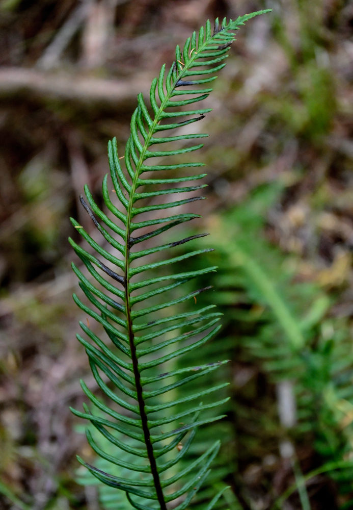 Image of Blechnum spicant specimen.