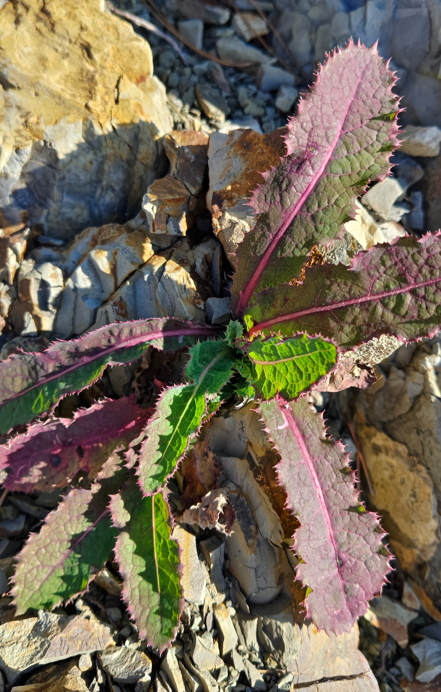 Изображение особи род Sonchus.