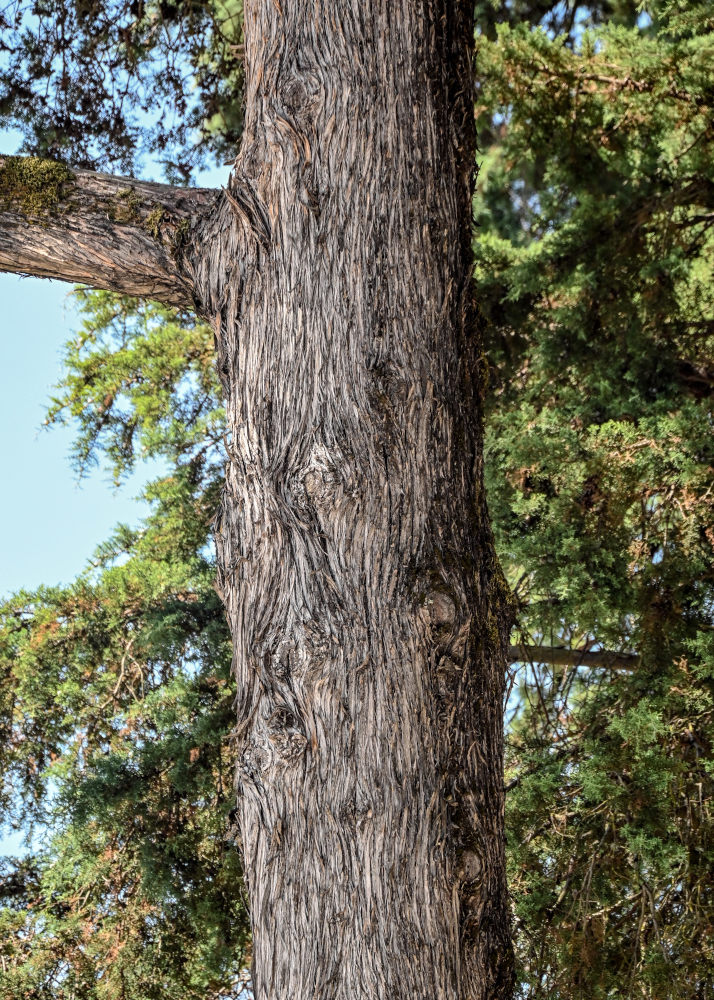 Image of Juniperus chinensis specimen.