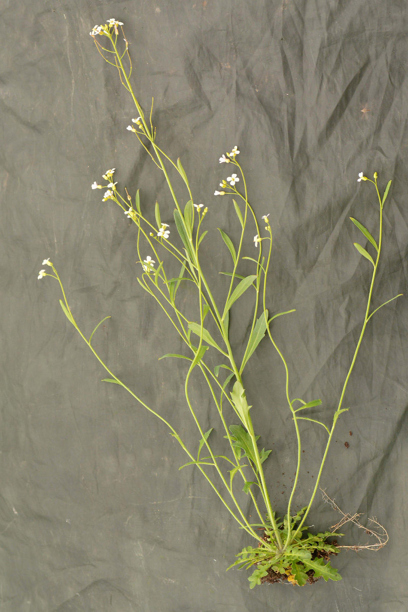 Изображение особи Arabidopsis lyrata.