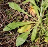 Turritis glabra. Часть розетки прикорневых листьев. Белгородская обл., Ракитянский р-н, окр. с. Чистополье; дол. р. Ивенка, балка Широкий Яр, бровка балки, рядом с насаждениями сосны. 9 мая 2022 г.