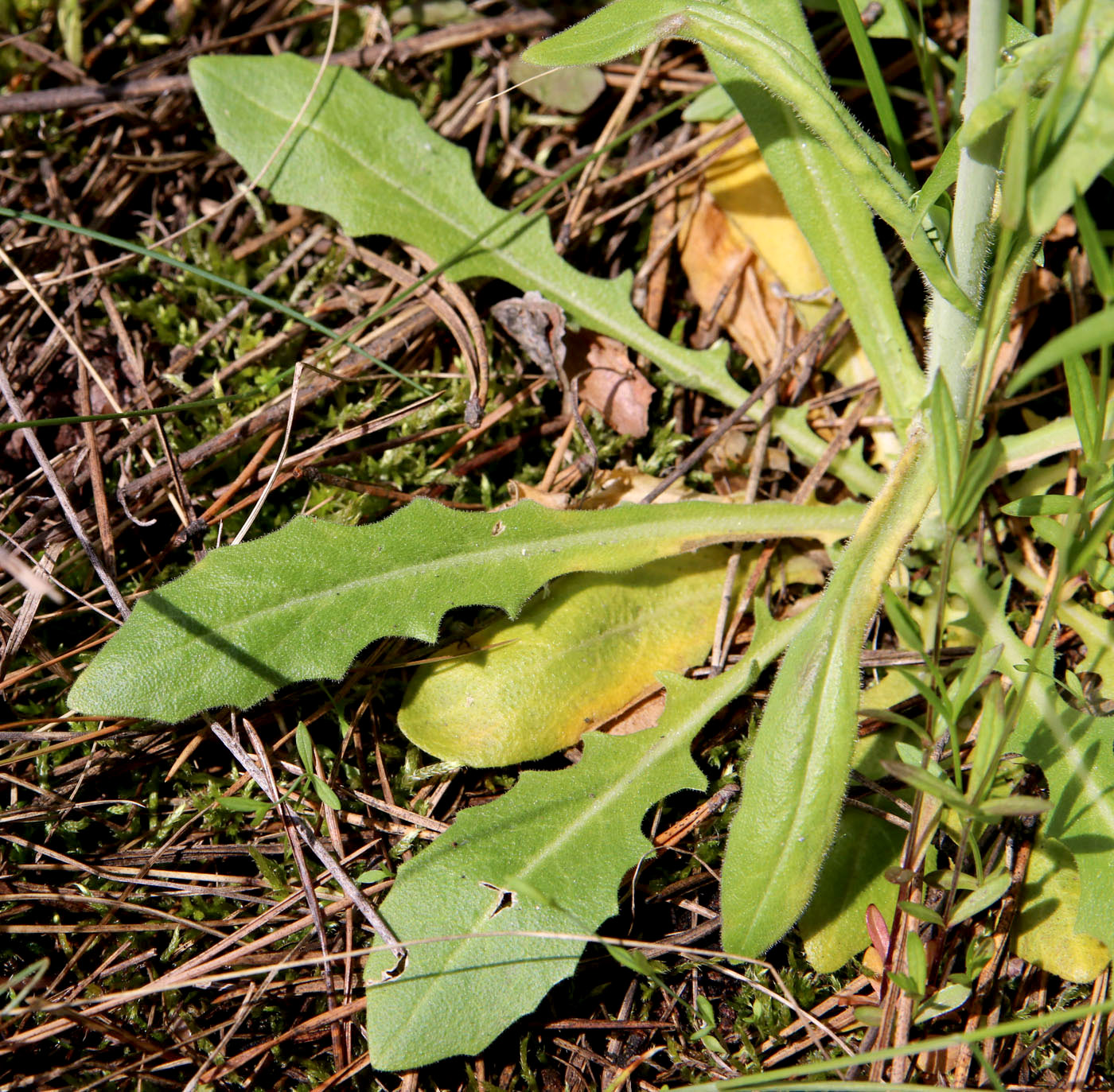 Image of Turritis glabra specimen.