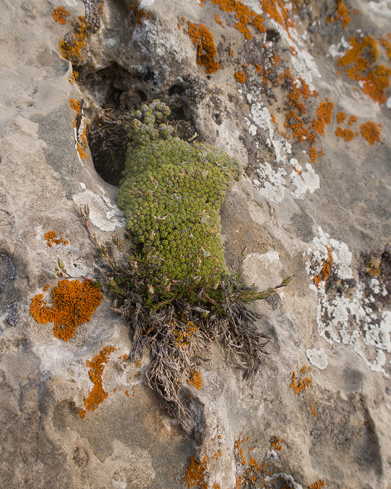 Image of Draba bryoides specimen.