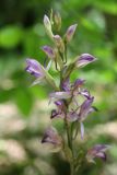 Limodorum abortivum