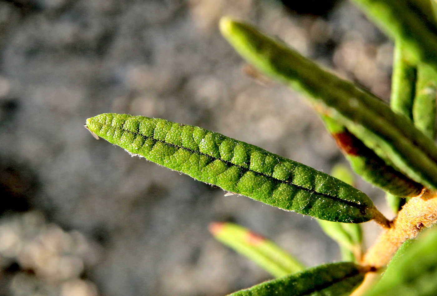 Image of Ledum palustre specimen.