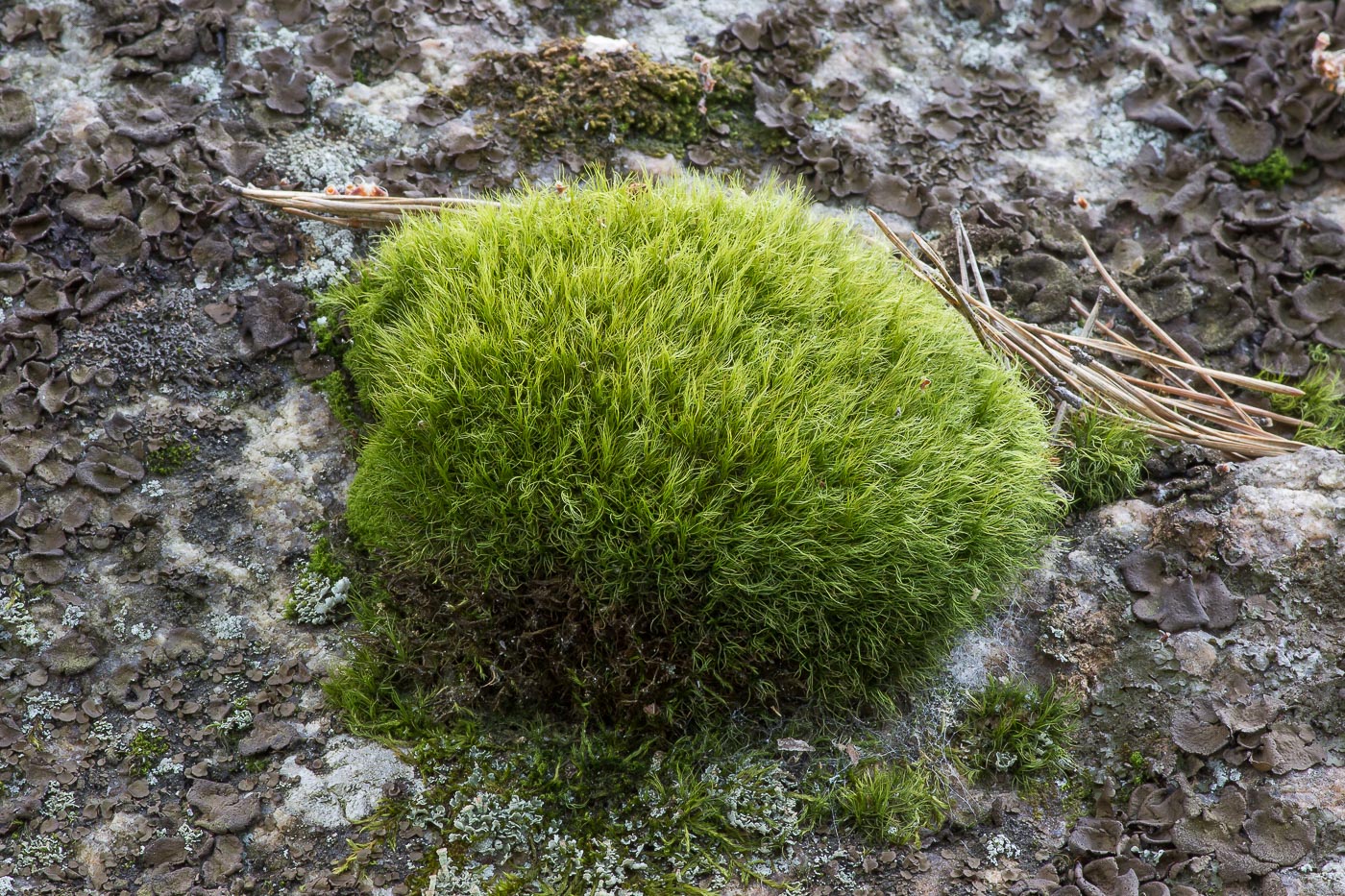 Image of Paraleucobryum longifolium specimen.