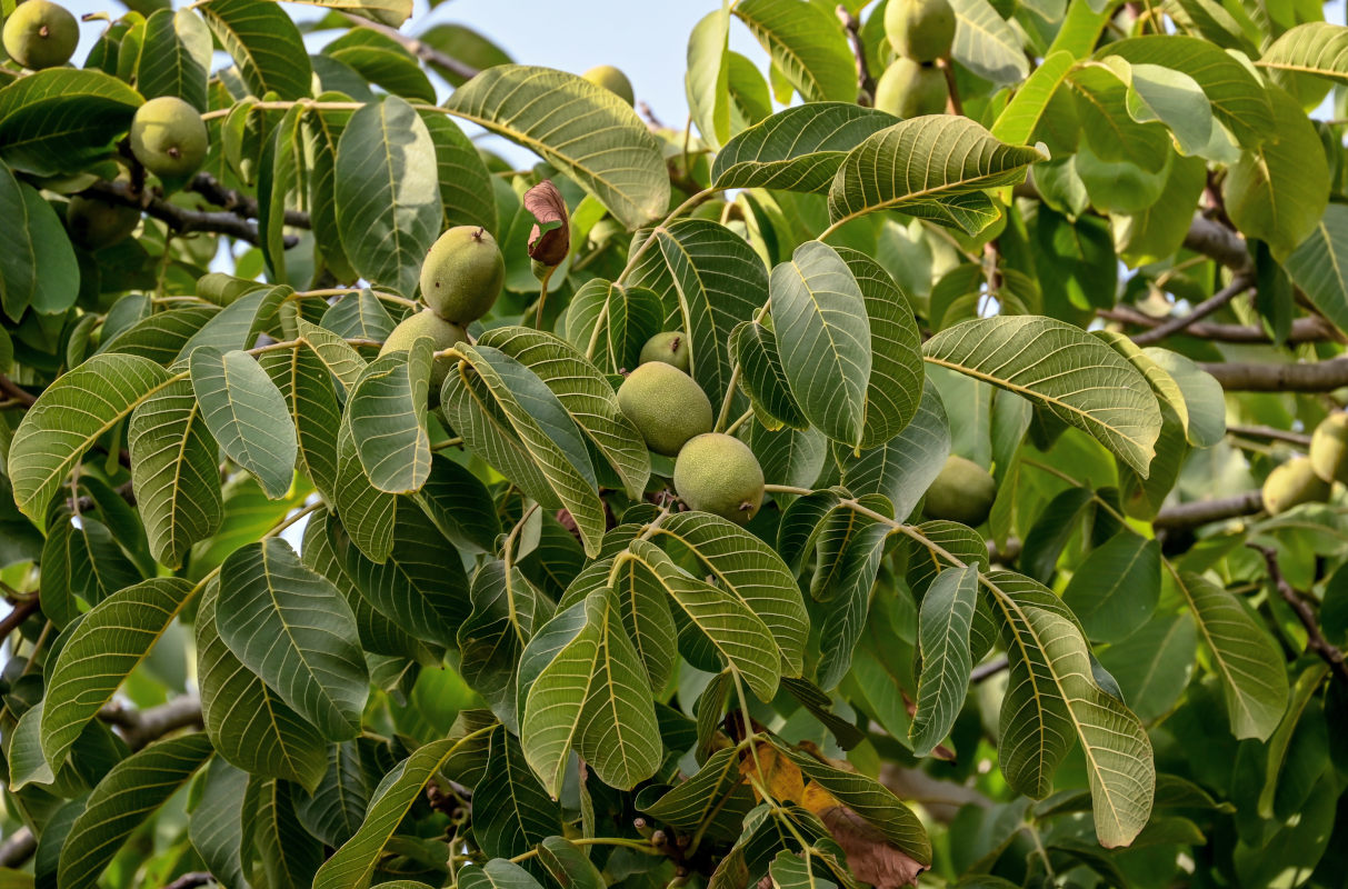 Изображение особи Juglans regia.