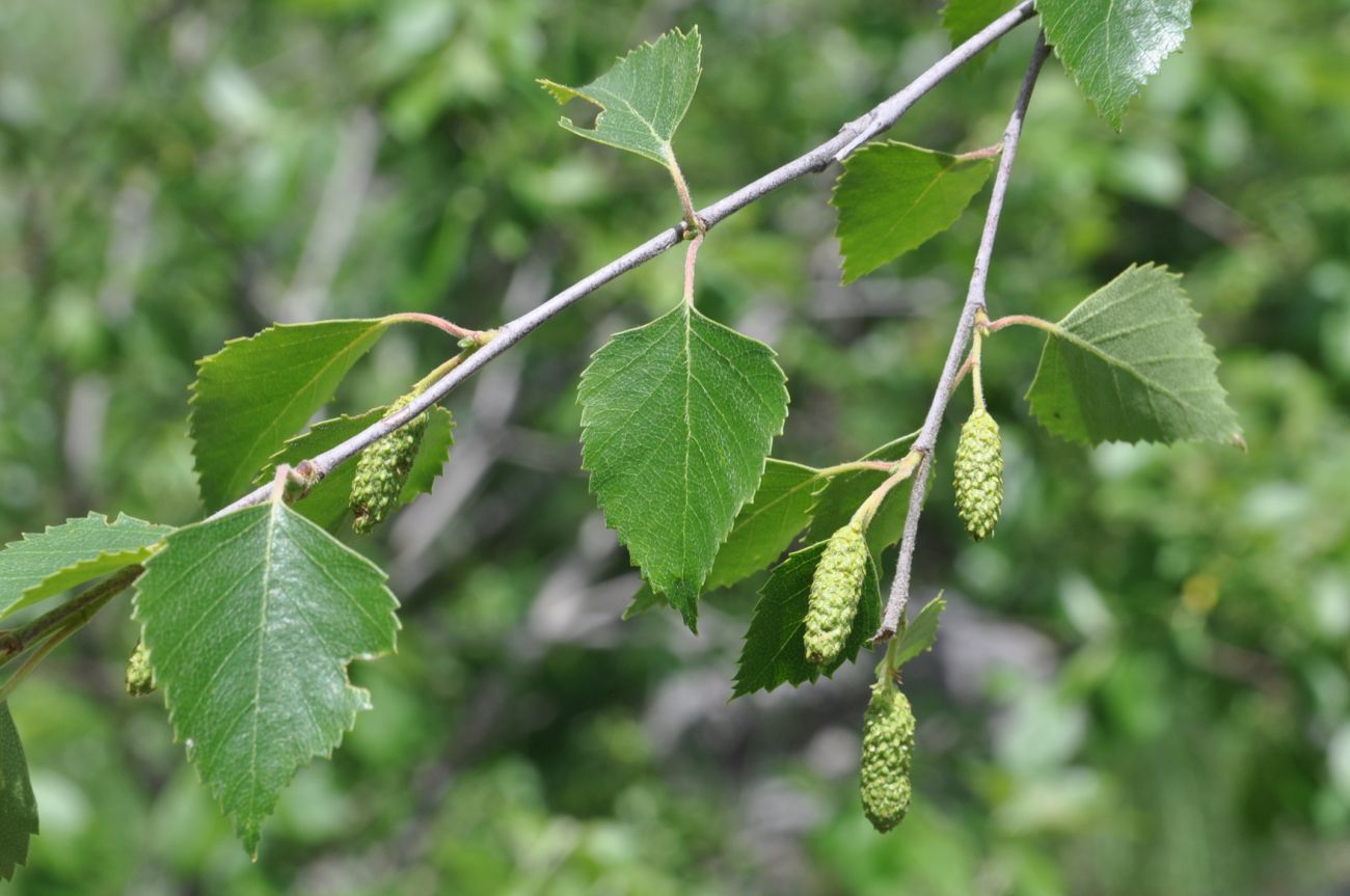 Изображение особи Betula litwinowii.
