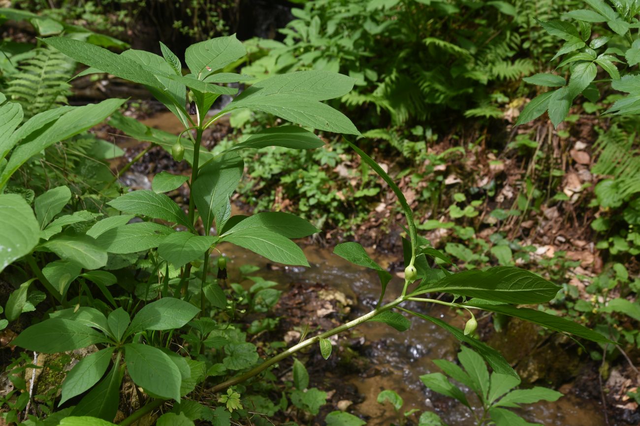 Изображение особи Scopolia caucasica.