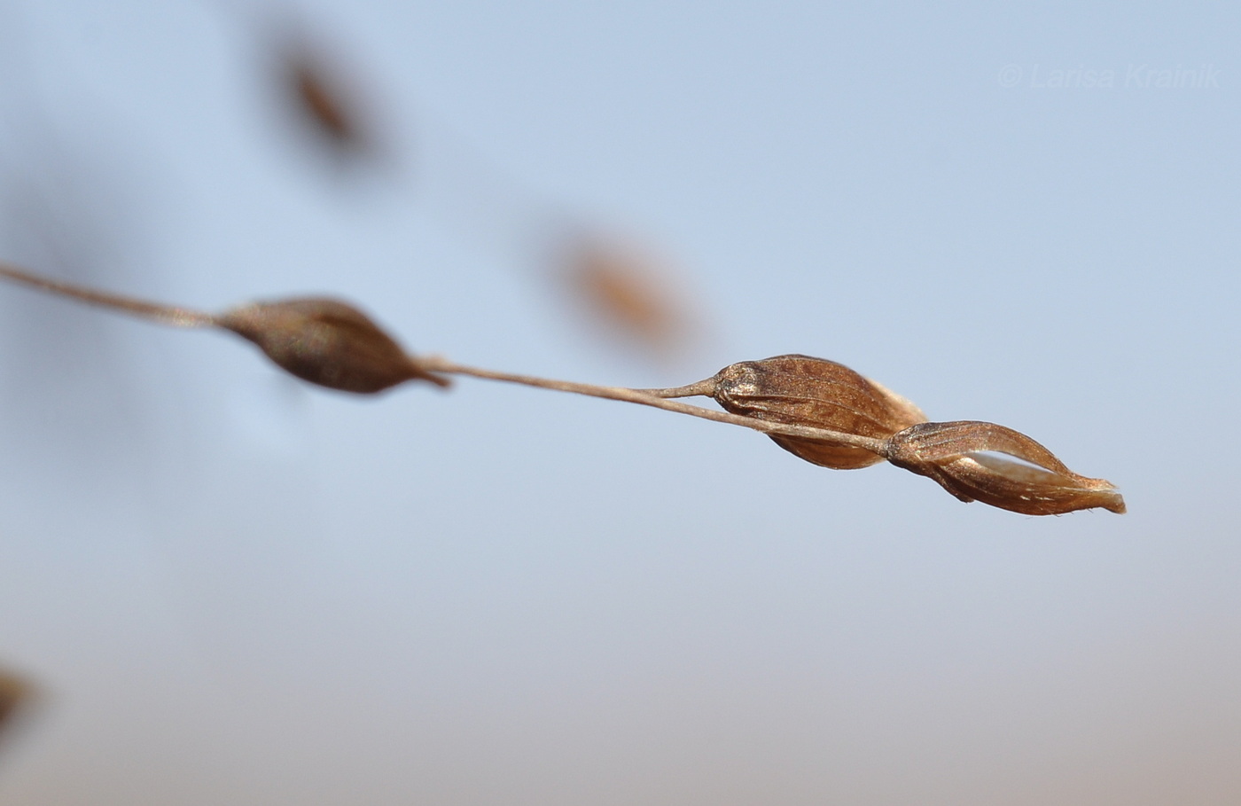 Image of familia Poaceae specimen.