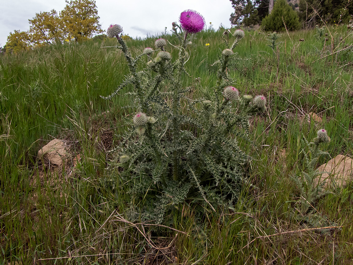 Изображение особи Carduus uncinatus.