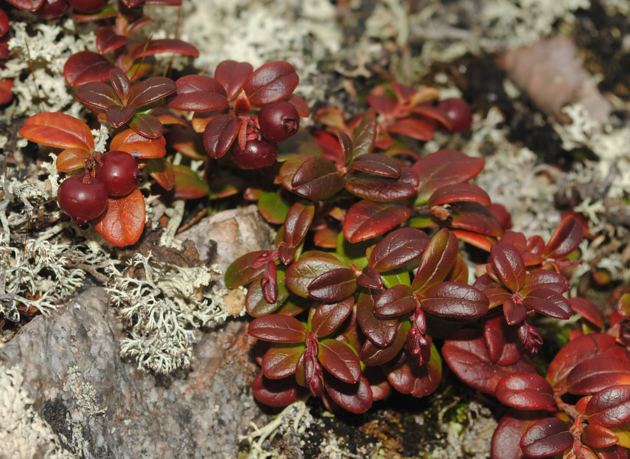 Изображение особи Vaccinium vitis-idaea.