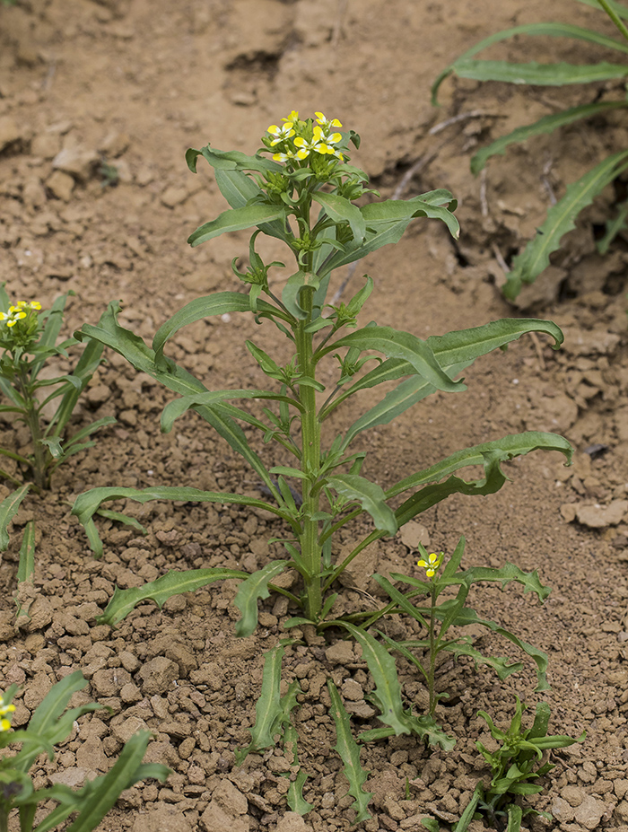 Image of Erysimum repandum specimen.