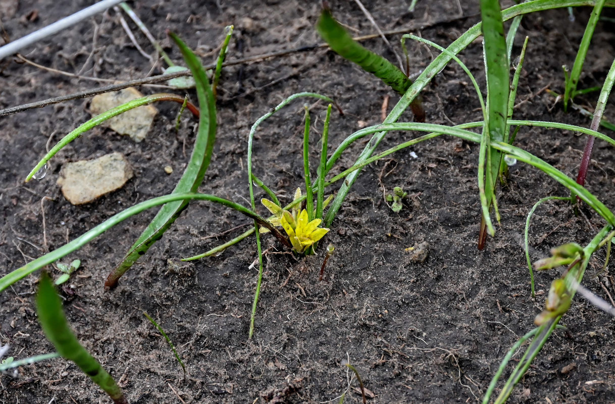 Image of genus Gagea specimen.
