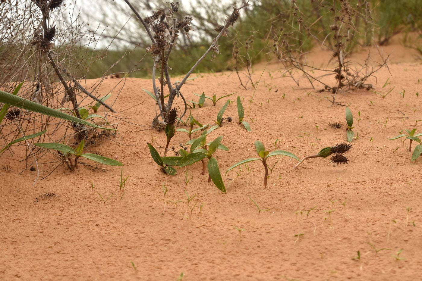 Изображение особи Xanthium orientale.