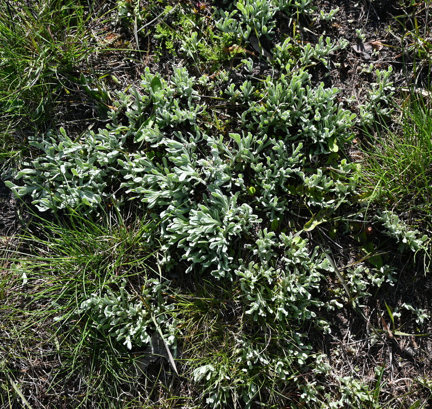 Image of Unknown species specimen.