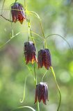 Fritillaria ussuriensis. Верхушка побега с цветками. Приморский край, хр. Богатая грива (Океанский), широколиственный лес. 12.05.2026.