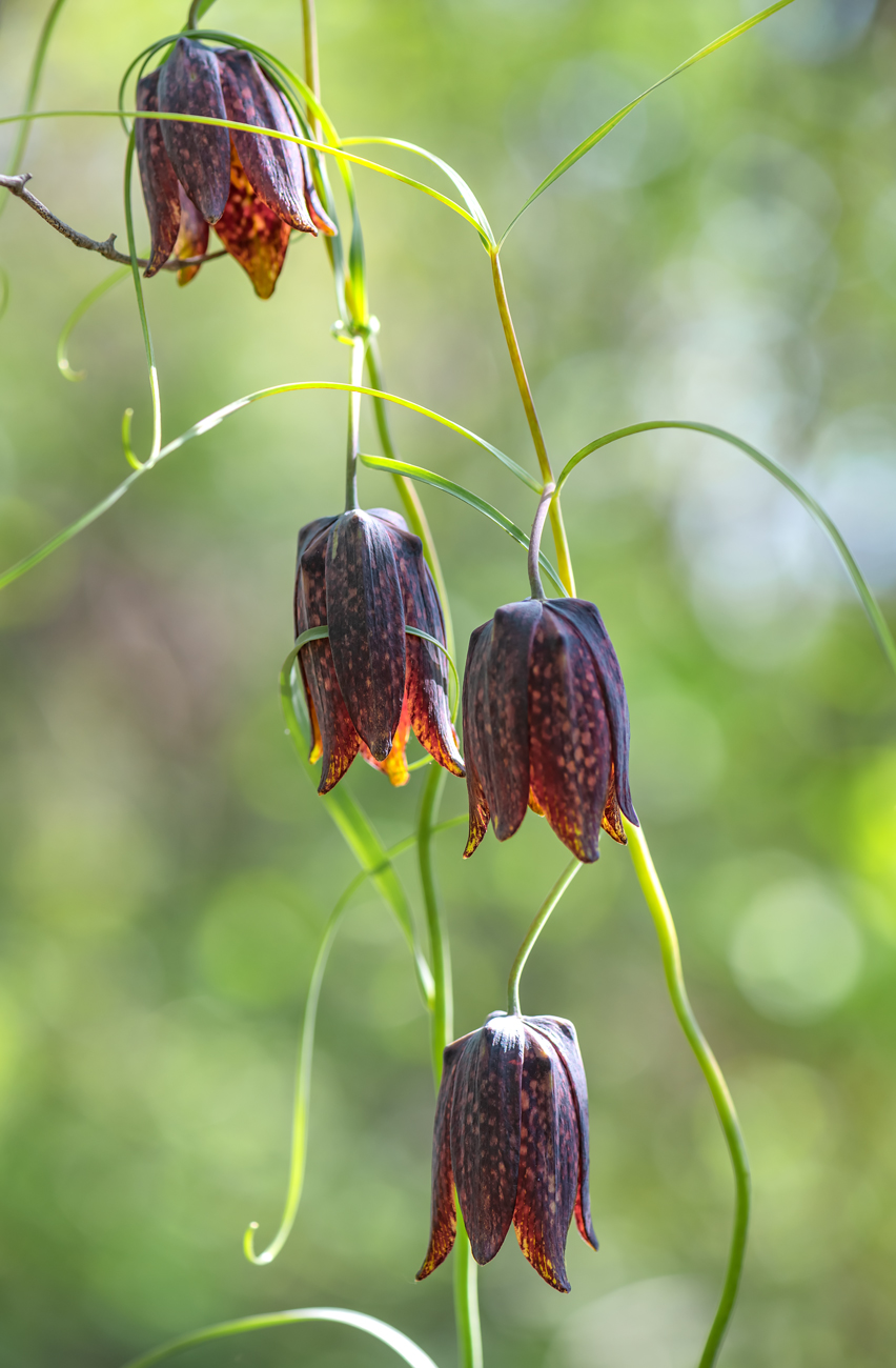 Image of Fritillaria ussuriensis specimen.