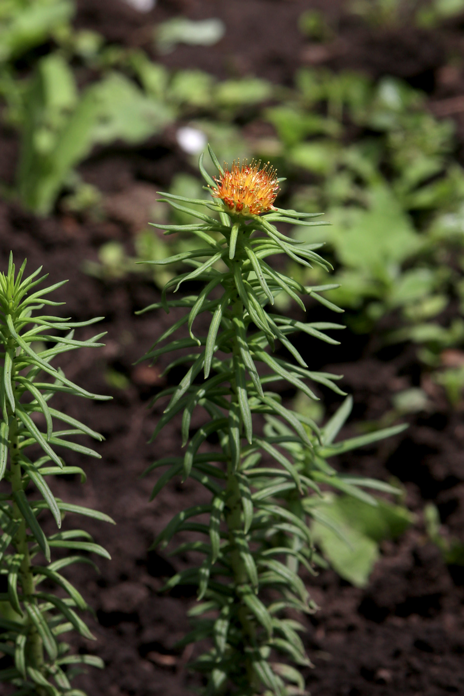 Изображение особи Rhodiola linearifolia.