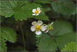 Fragaria vesca. Цветки и формирующийся плод с сидящим насекомым. Московская обл., Раменский р-н, окр. ж.-д. платформы Хрипань, просека в смешанном лесу. 04.06.2026.