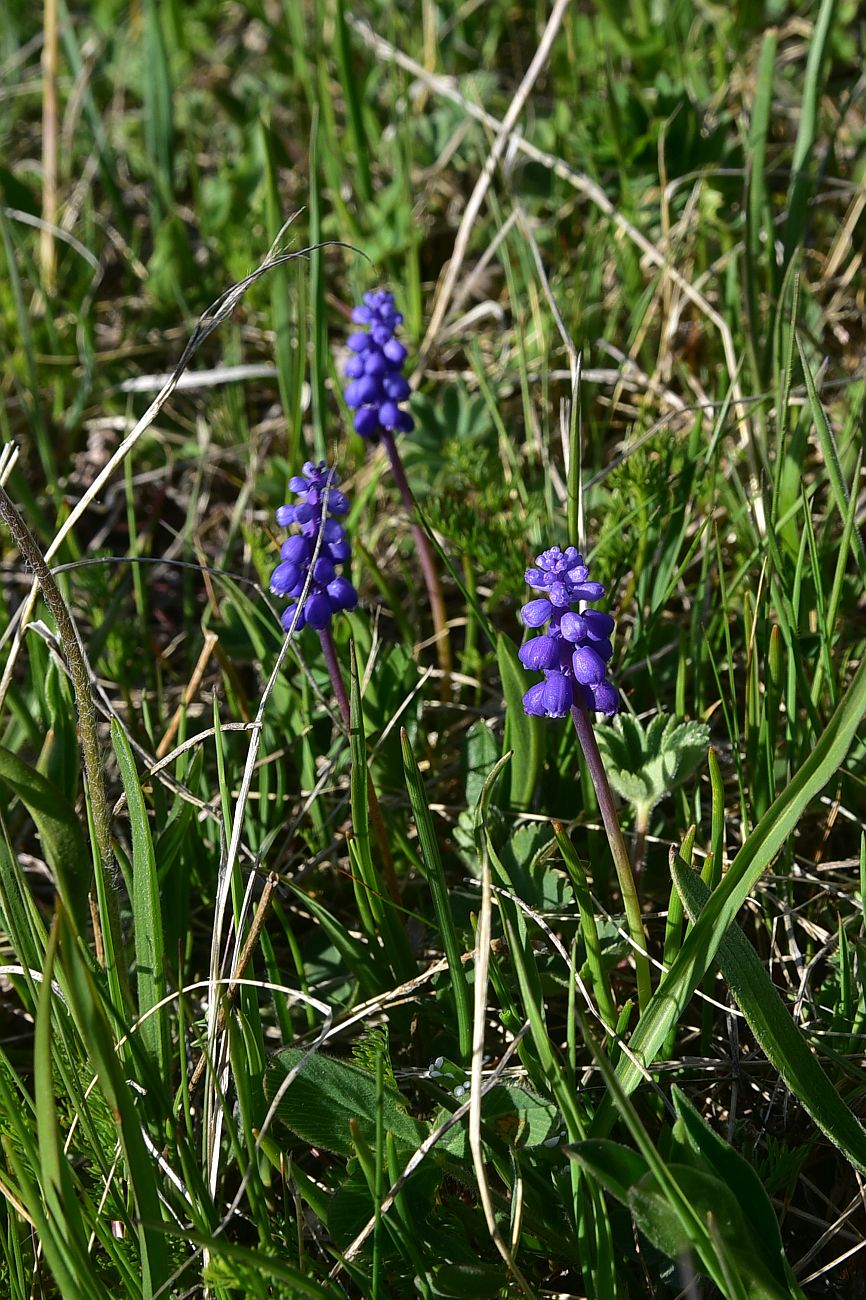 Image of genus Muscari specimen.
