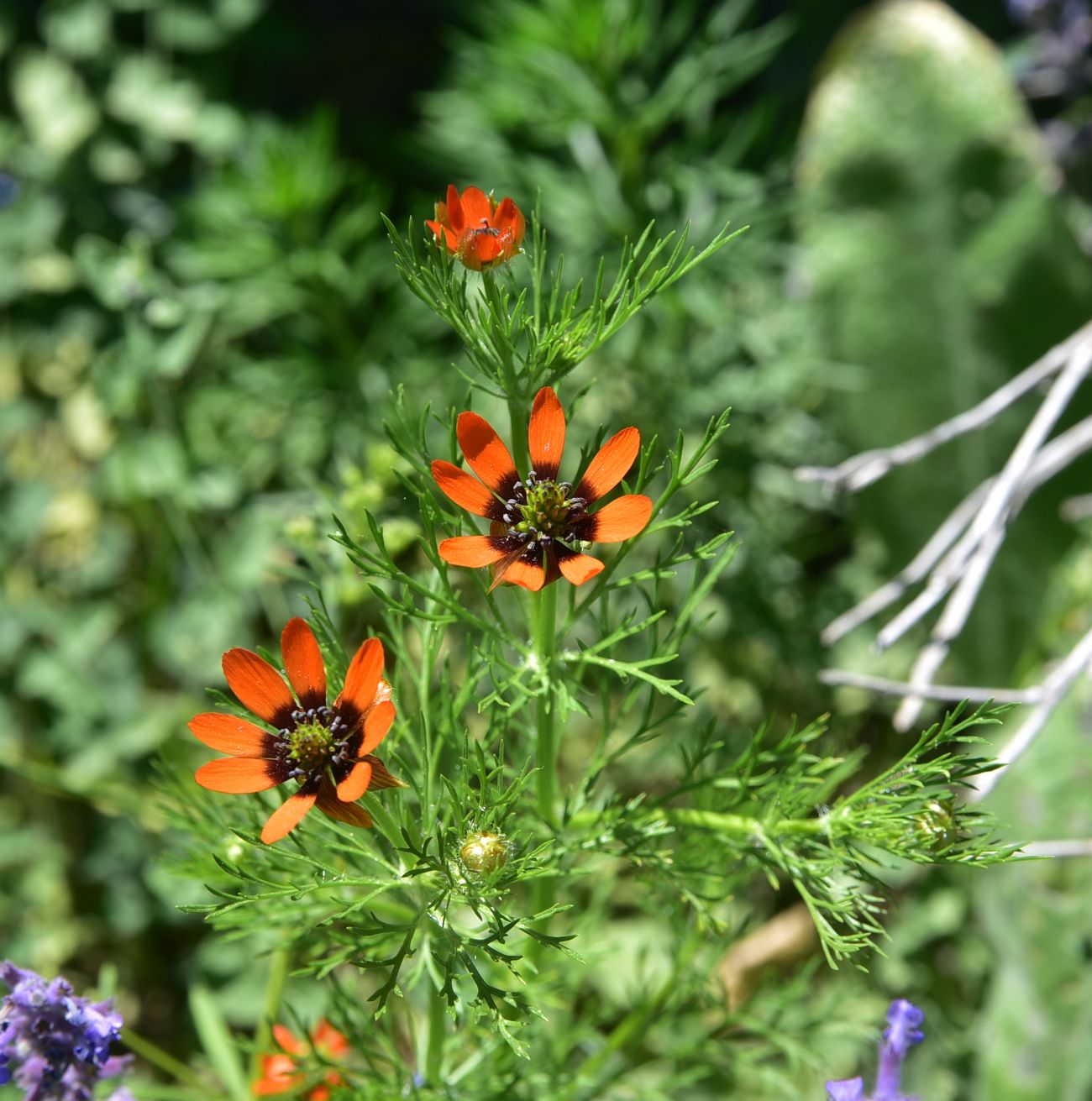 Image of Adonis flammea specimen.