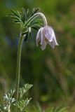 Pulsatilla dahurica. Верхушка цветущего растения. Южное Приморье, Чёрные горы, заповедник \"Кедровая падь\". 13.05.2009.