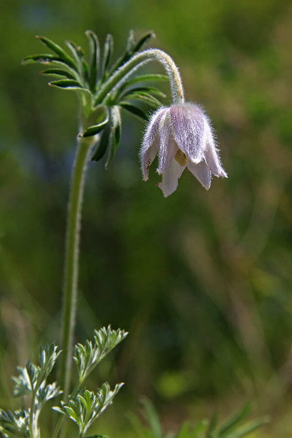 Изображение особи Pulsatilla dahurica.