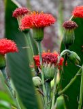 genus Kleinia. Соцветия на разных стадиях развития. Португалия, о-в Мадейра, г. Фуншал, в культуре. 09.06.2026.