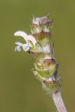 Salvia aethiopis. Соцветие. Ростовская обл., Зерноградский р-н, окр. хут. Заполосный, степной склон. 07.06.2026.