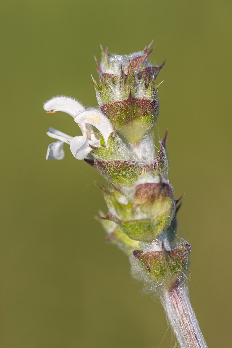Image of Salvia aethiopis specimen.