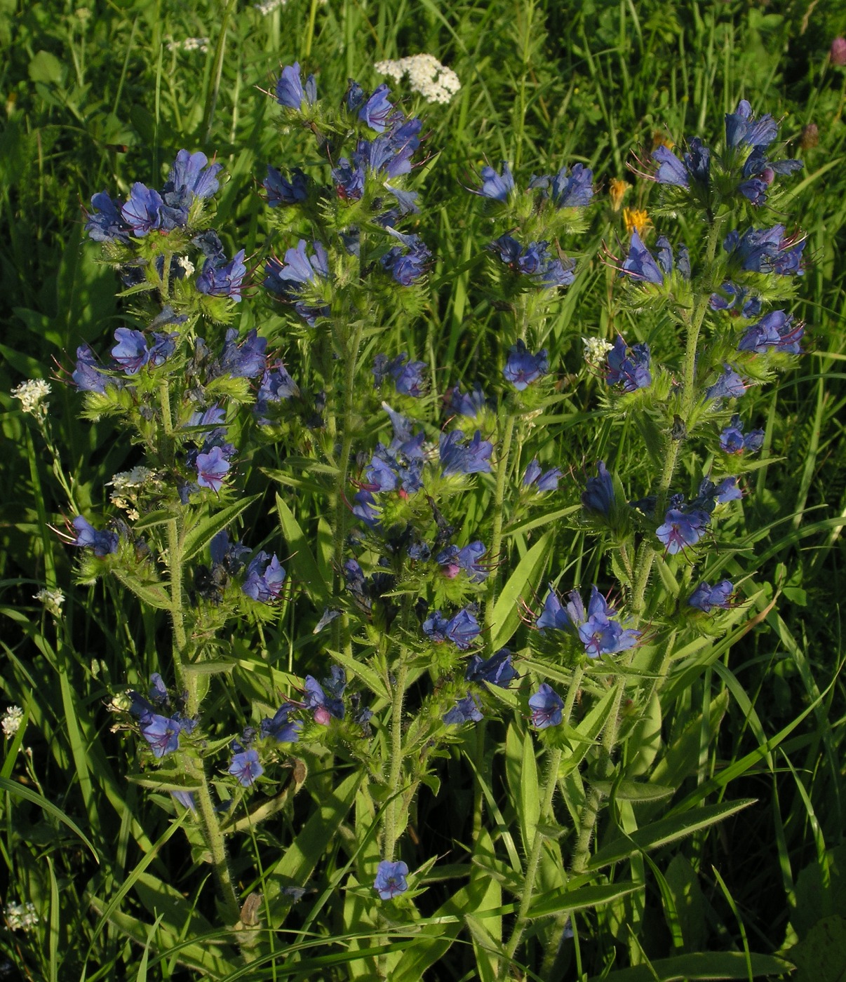 Изображение особи Echium vulgare.