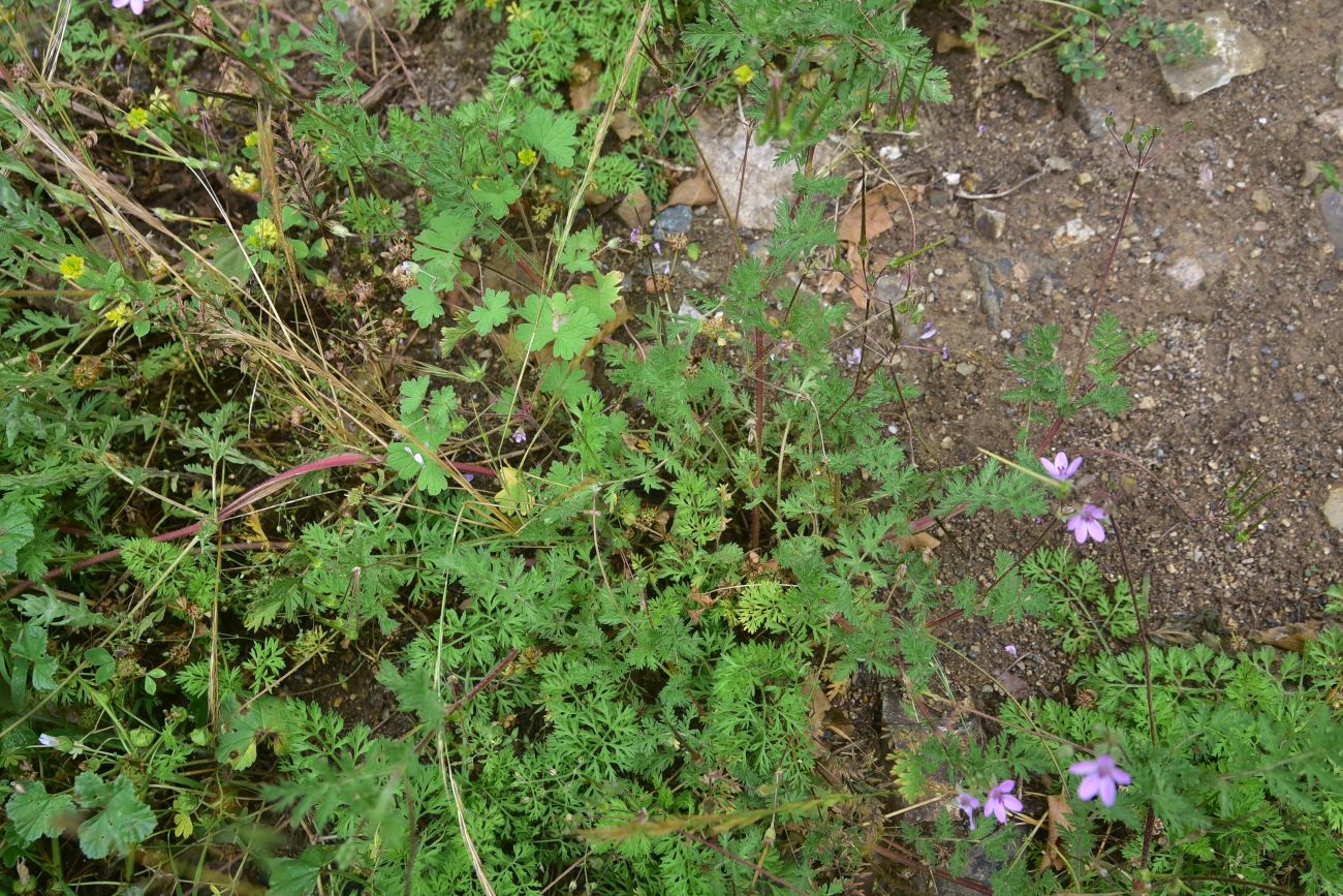 Image of Erodium cicutarium specimen.
