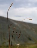 Carex ledebouriana. Соцветия с присоцветными листьями. Полярный Урал, верховья ручья Кемьрезьрузь, верхняя часть склона горы, разнотравно-злаковый луг. 12.08.2026.